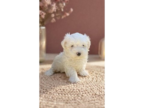Kar beyaz ırk garantili maltese terrier yavrular