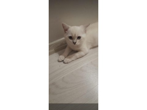 Sevimli british shorthair kardeşler