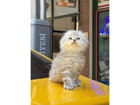 Orjinal british longhair tuvalet eğitimli
