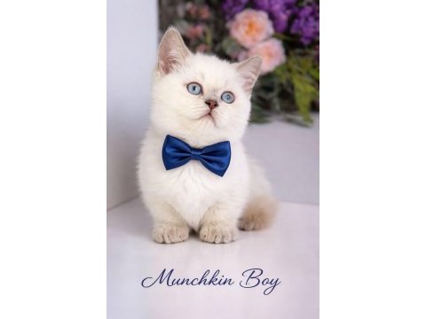 Munchkın yavru kediler