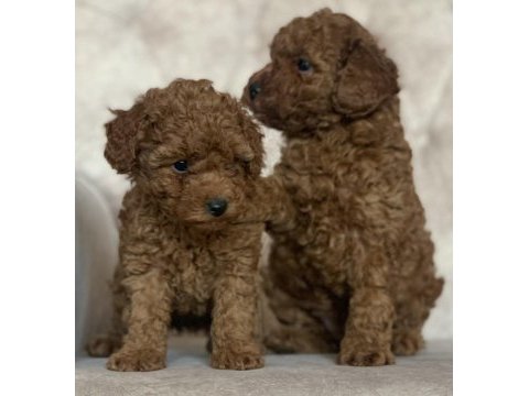 Red brown kore kani poodle yavrular