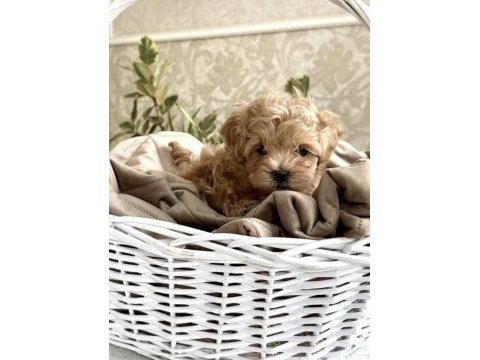 Kore maltipoo yavruları