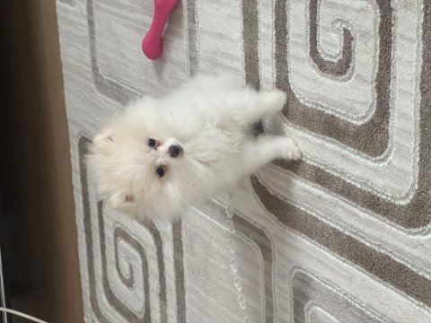Orjinal pomeranian boo