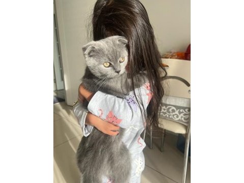 Acil sahiplendirilecek scottish fold
