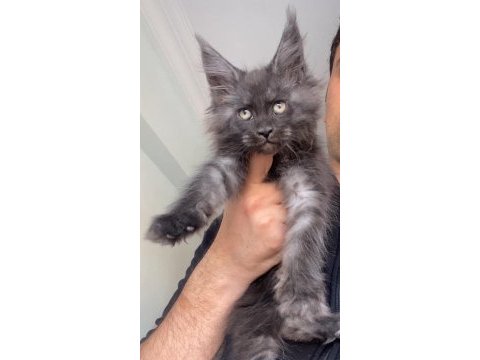 Black smoke xxxl maine coon mükemmel dişi
