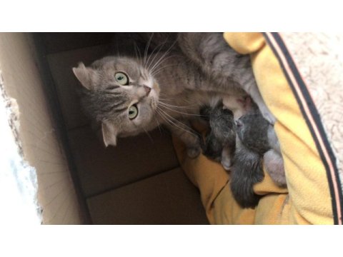 Scottish fold kızımızı sahiplendiriyoruz