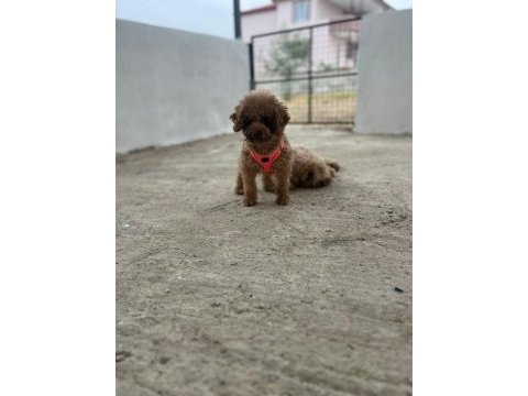 2.5 yaşında full eğitimli aşılı poodle