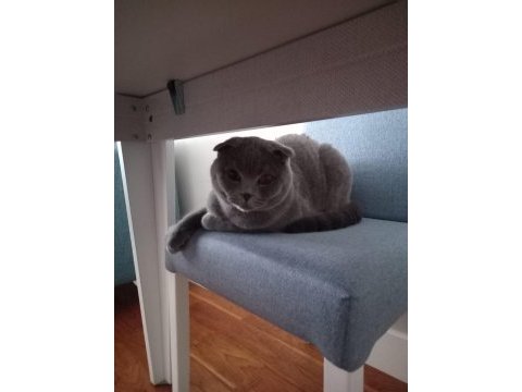 Scottish fold erkek 3 yaşında