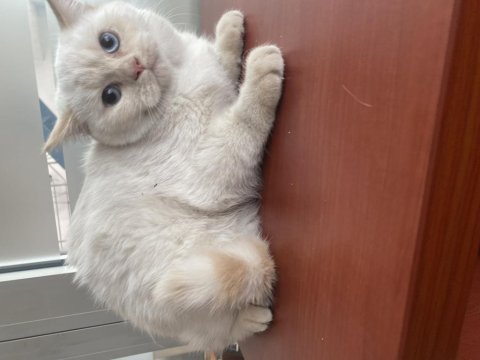 British shorthair kedimiz