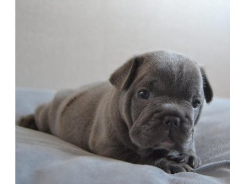 Teslime hazır blue bulldog yavrularım