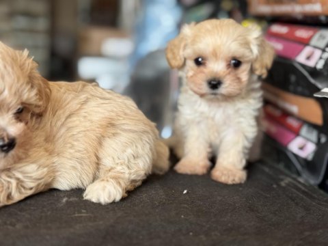 Show kalite tea cup kore maltipoo yavrularmız
