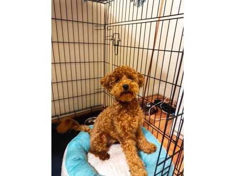 Sevgi dolu 6 aylık toy poodle yeni ailesini bekliyor