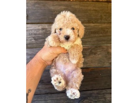 Çift renk özel kore maltipoo yavrular 