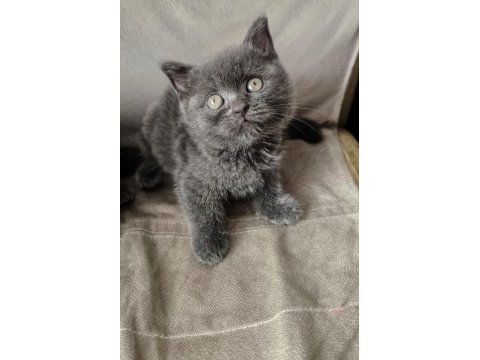 British shorthair yavrularım