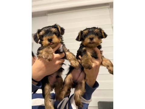 3 aylık yorkshire terrier yavruları