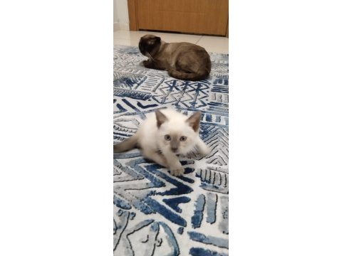 Siyam kedimizi iyi bakacak birine vermek istiyorum