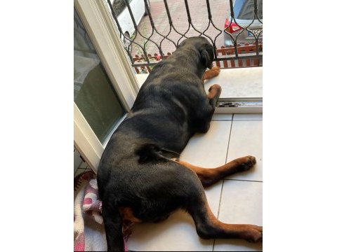 12 aylık erkek rott 50 kilo istanbul