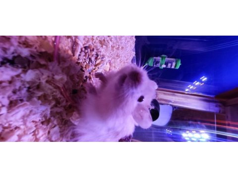 Teddy bear hamster