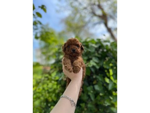 Güzel poodle bebekler