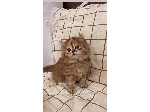 Prenses british longhair kızımıza yuva aranıyor