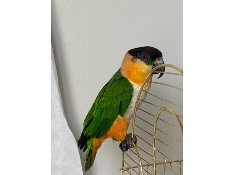 Caique papağanı (siyah başlı caique)