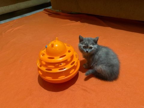 British shorthair tricolor kızım