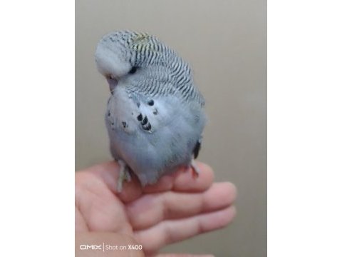 Show erkek muhabbet kuşu bebek