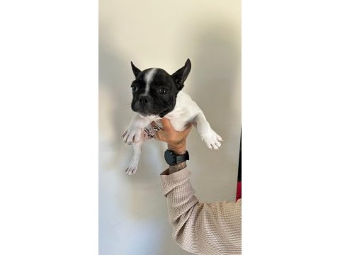 Alanyadan a kalite french bulldog yavruları
