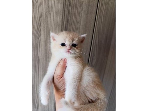Lilac golden erkek yavru british shorthair