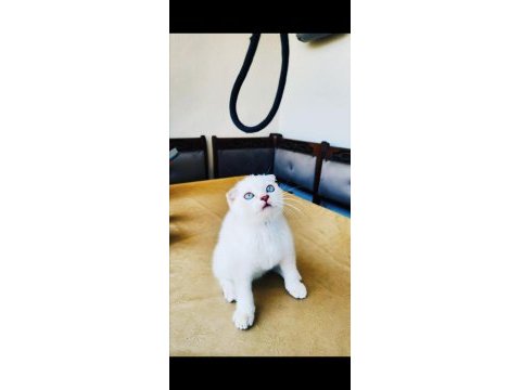 Safkan british shorthair ve longhair golden