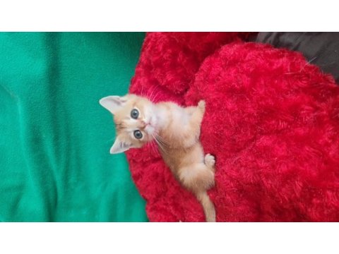 Golden british shorthair