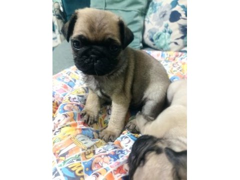 Pug mops yavrularımız