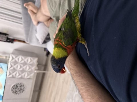 Lori papağanı ele aliskin konusan bakimli