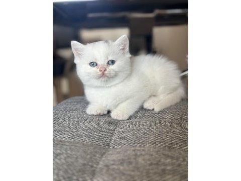 Boncuk gözlü pamuk yavrum british shorthair