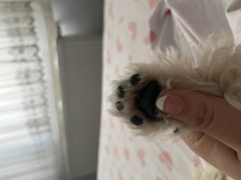 Maltese terrier köpeğimiz