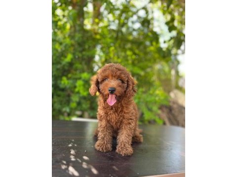Dişi poodle 4,5 kiloyu geçmez bu rakama bulamazsınız