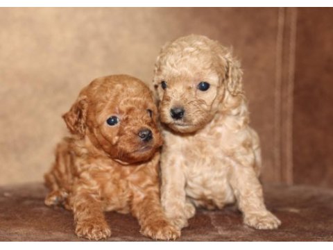 A kalite poodle bebekler her renk var
