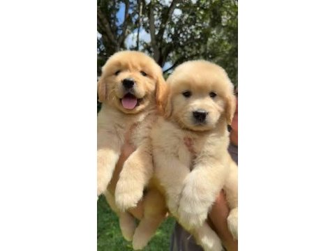 2 aylık şımarık golden retriever yavrularım