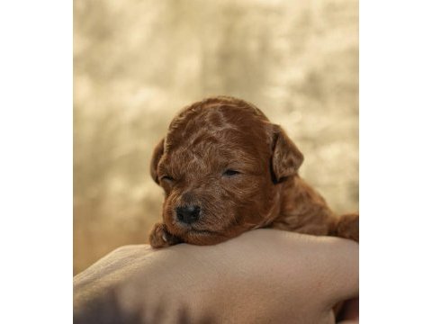 Red brown renk teacup erkek yavrular