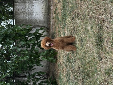 Dev poodle yavruları (standart poodle)
