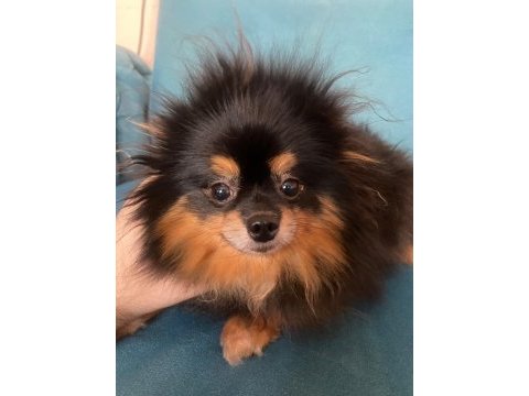 1 yaşında dişi pomeranian boo