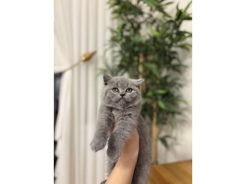 Teslime hazır brıtısh shorthair yavrularım 