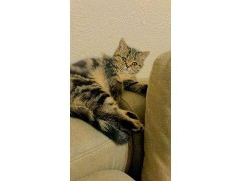 Yavru erkek british shorthair kedimiz