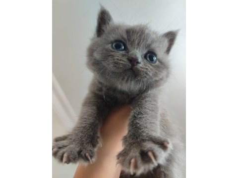 Dişi ve erkek yavrular