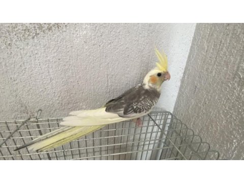 Bebek sultan yeme düştü çok güzel takım olarak