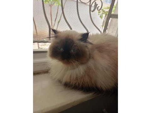 Himalayan kedimiz