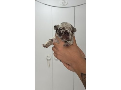French bulldog ev ortamından