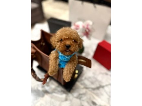 En güzel orjinal teacup yavrular maltipoo