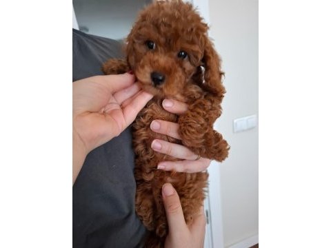 Ev doğumlu ailemizde büyüyen toy poodle yavrularım