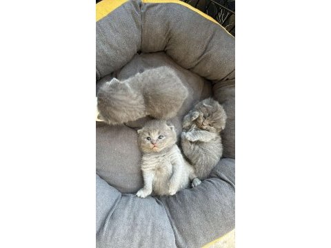 2 aylık scottısh fold kedıler